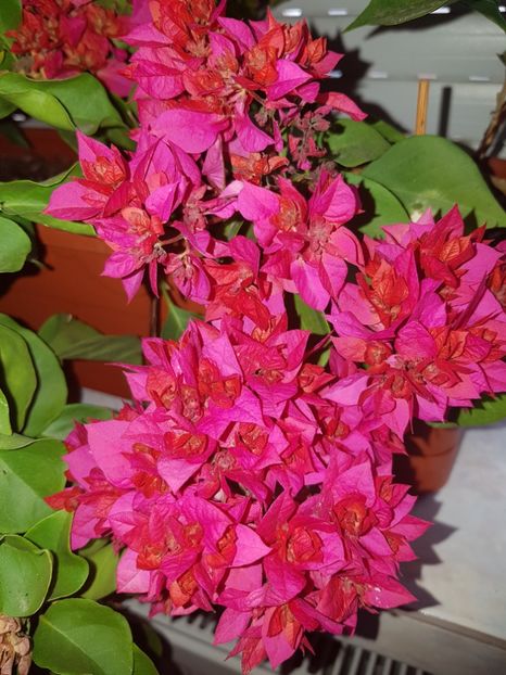  - Bougainvillea 2020