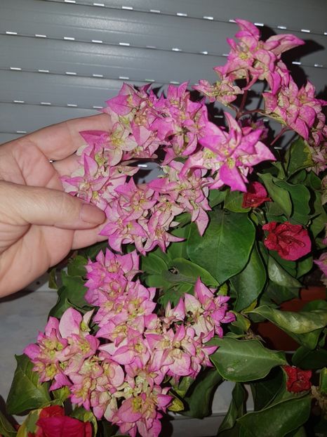  - Bougainvillea 2020