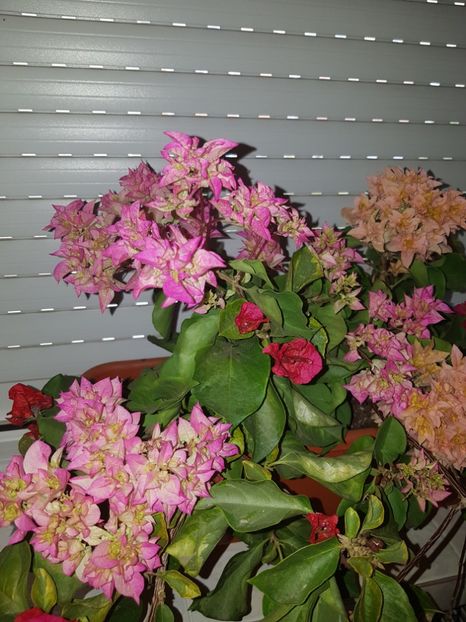  - Bougainvillea 2020