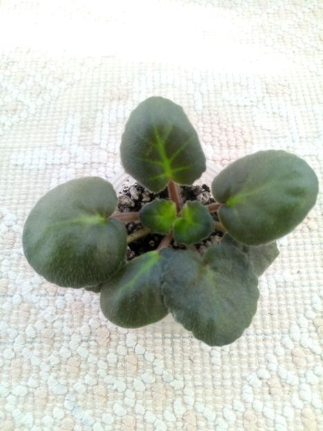 10 oct - ZZ LE Banananoviy Desert