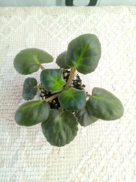  - ZZ LE Banananoviy Desert