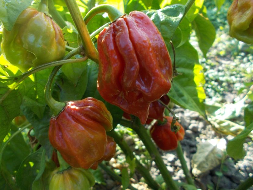  - SEMINTE ARDEI IUTE - AI 57 HABANERO CAPPUCCINO - NEIZOLAT