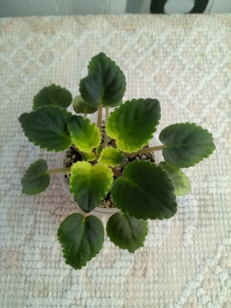 24 oct - Mac s Scorching Sun