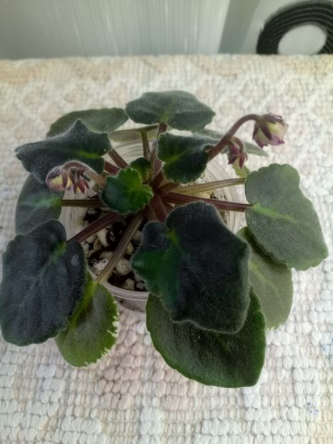 24 oct - ZZ Elizabeth