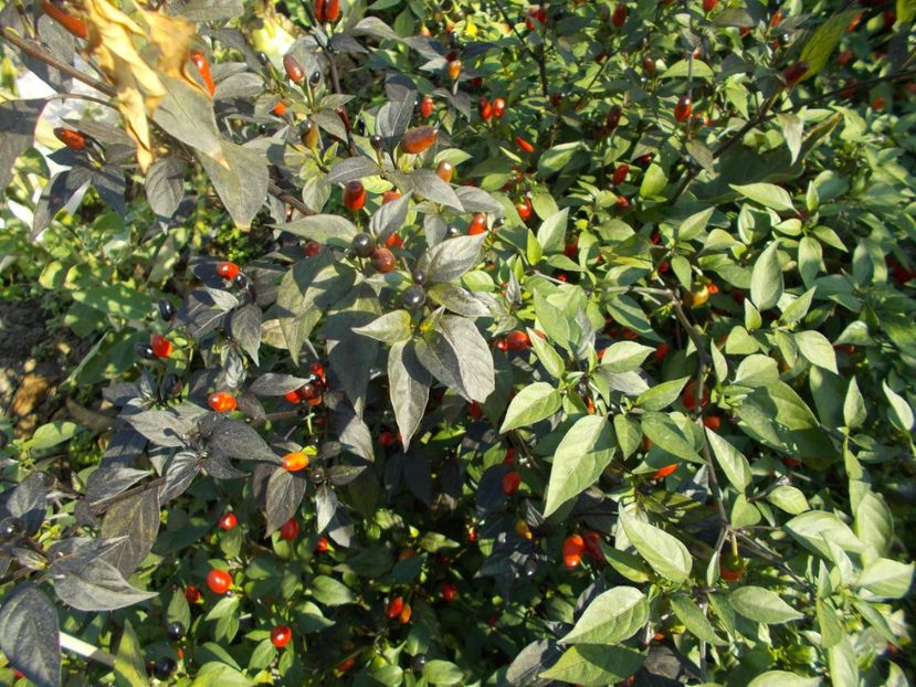  - SEMINTE ARDEI IUTE - AI 47 MAGIRO - NEIZOLAT