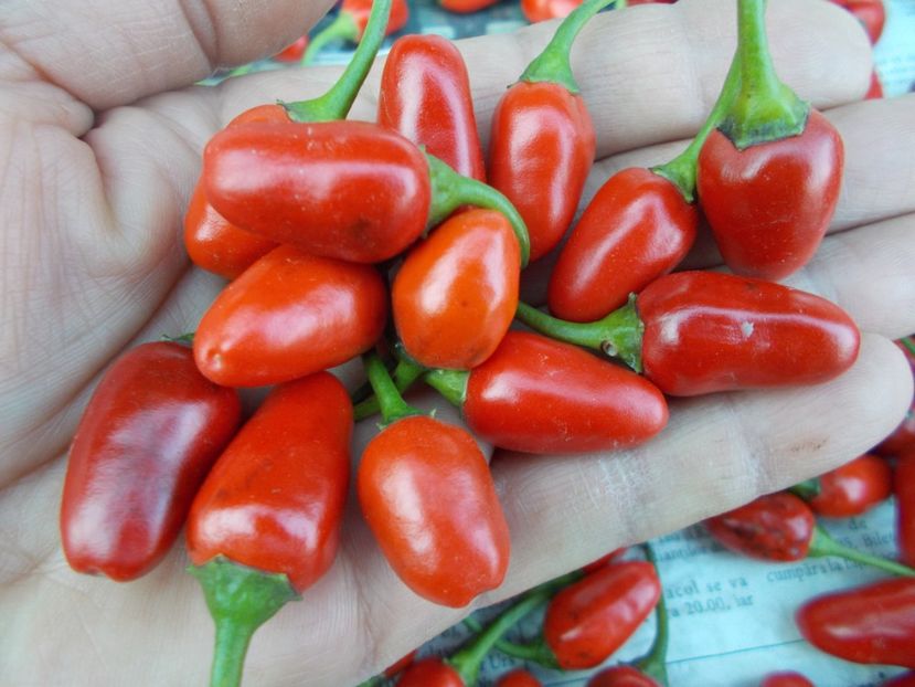  - SEMINTE ARDEI IUTE - AI 47 MAGIRO - NEIZOLAT