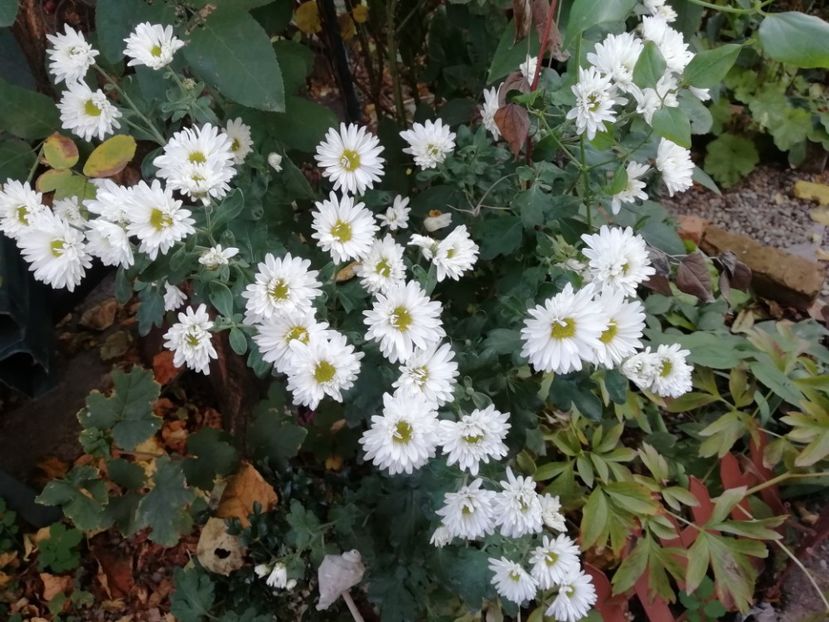  - Grădina 2019 sfârșit de sezon