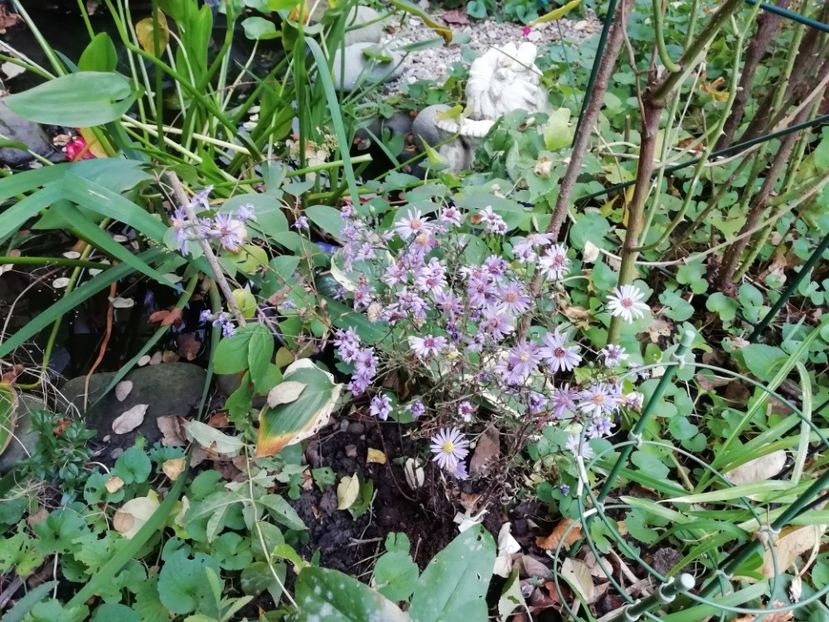 Aster turbinellus - Grădina 2019 sfârșit de sezon