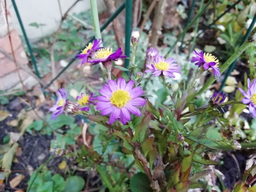Aster ageratoides Ezo Murasaki - Grădina 2019 sfârșit de sezon