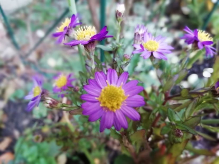  - Grădina 2019 sfârșit de sezon