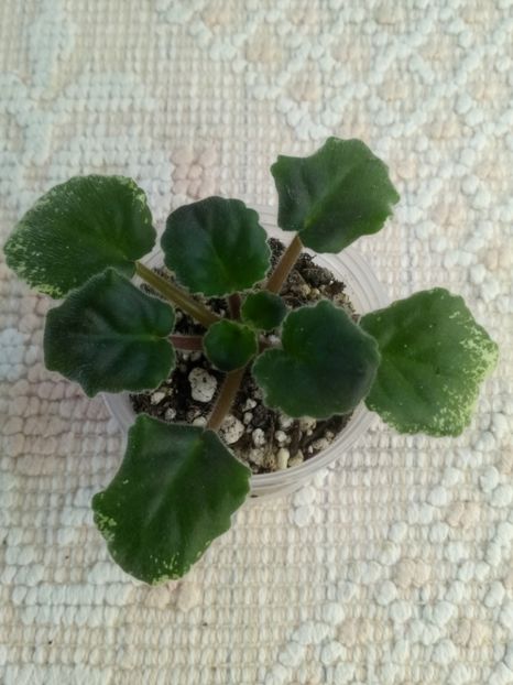 24 oct - LE Kardamon