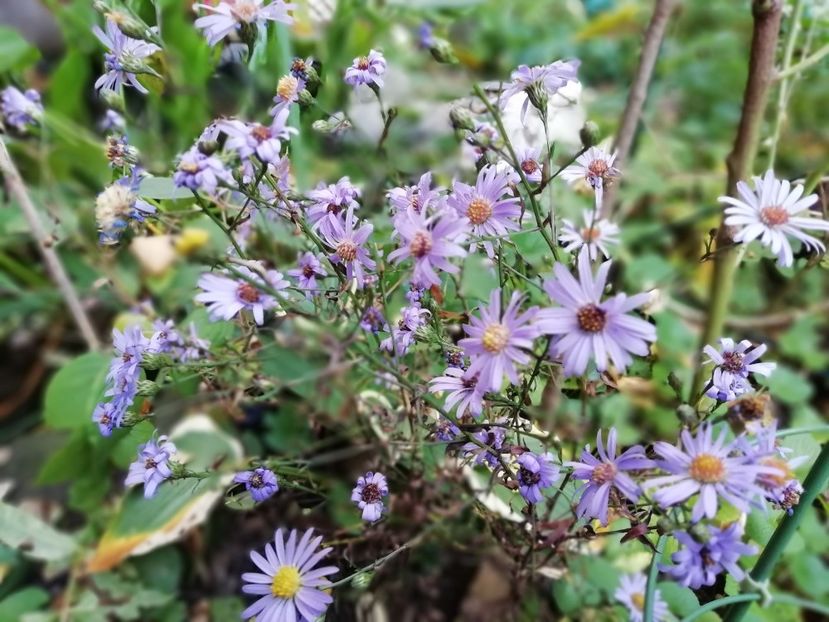  - Grădina 2019 sfârșit de sezon