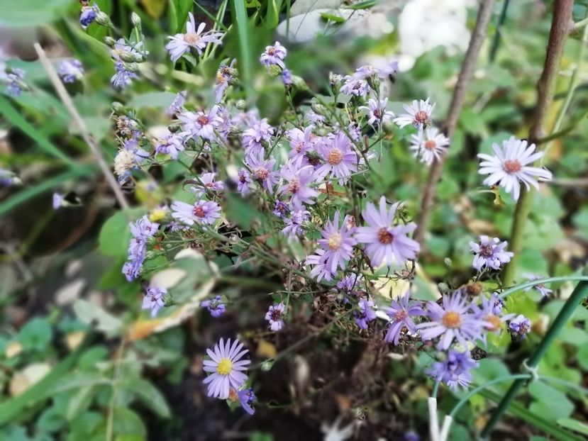  - Grădina 2019 sfârșit de sezon