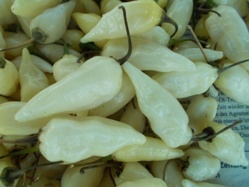  - SEMINTE ARDEI IUTE - AI 60 COYOTE ZAN WHITE - NEIZOLAT