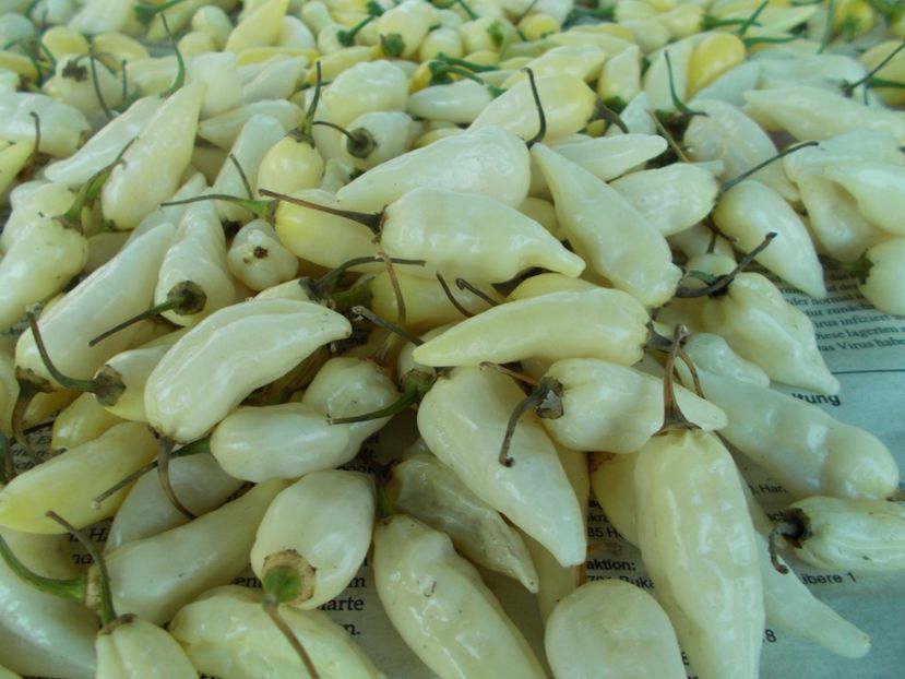  - SEMINTE ARDEI IUTE - AI 60 COYOTE ZAN WHITE - NEIZOLAT