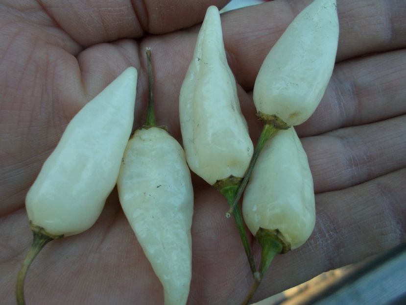  - SEMINTE ARDEI IUTE - AI 60 COYOTE ZAN WHITE - NEIZOLAT