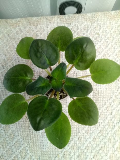 24 oct - Purple Passion