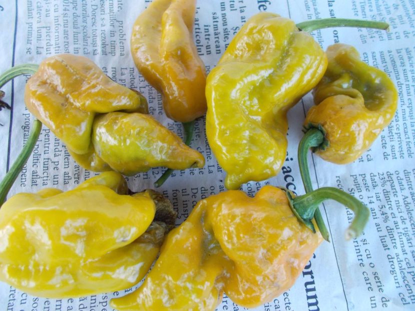  - SEMINTE ARDEI IUTE - AI 45 DEVILS CLAW MUSTARD - NEIZOLAT