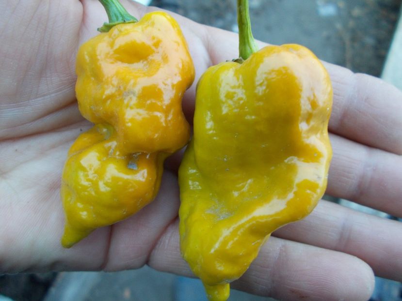  - SEMINTE ARDEI IUTE - AI 45 DEVILS CLAW MUSTARD - NEIZOLAT