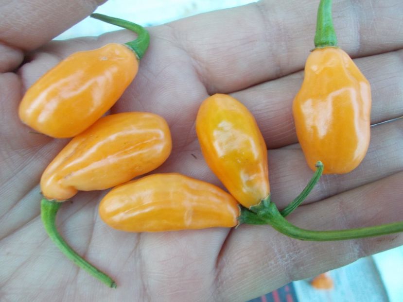  - SEMINTE ARDEI IUTE - AI 50 CABACA PEACH