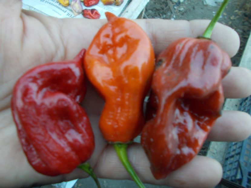  - SEMINTE ARDEI IUTE - DEVIL S CLAW CHOCOLATE F3 - NEIZOLAT - AI 52