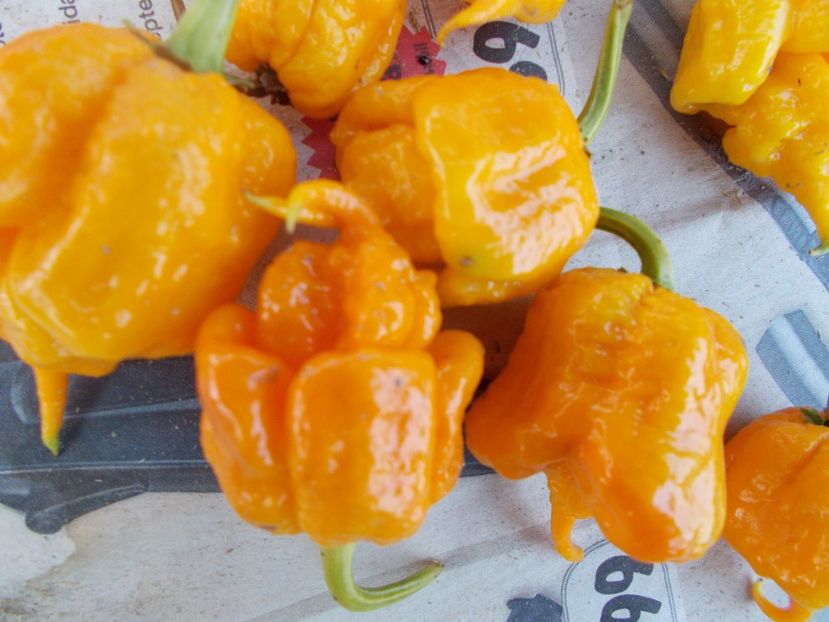  - SEMINTE ARDEI IUTE - AI 41 YELLOW PRIMO - NEIZOLAT