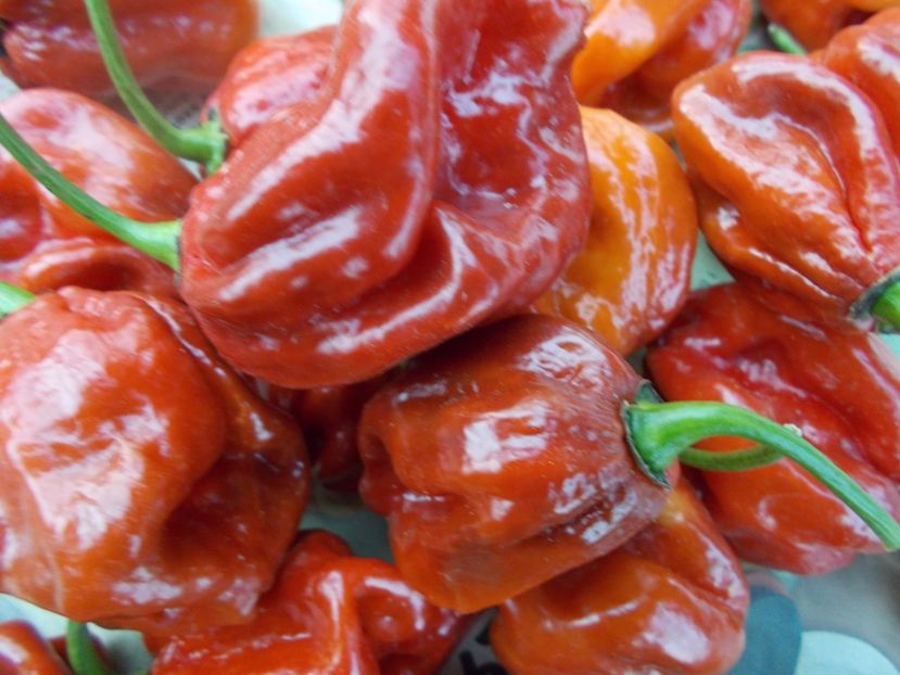  - SEMINTE ARDEI IUTE - AI 57 HABANERO CAPPUCCINO - NEIZOLAT