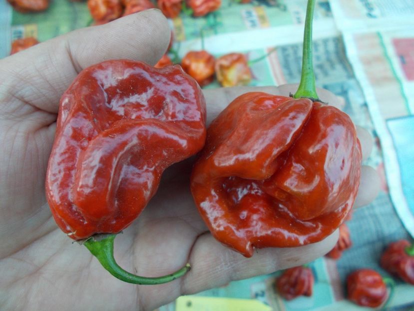  - SEMINTE ARDEI IUTE - AI 57 HABANERO CAPPUCCINO - NEIZOLAT