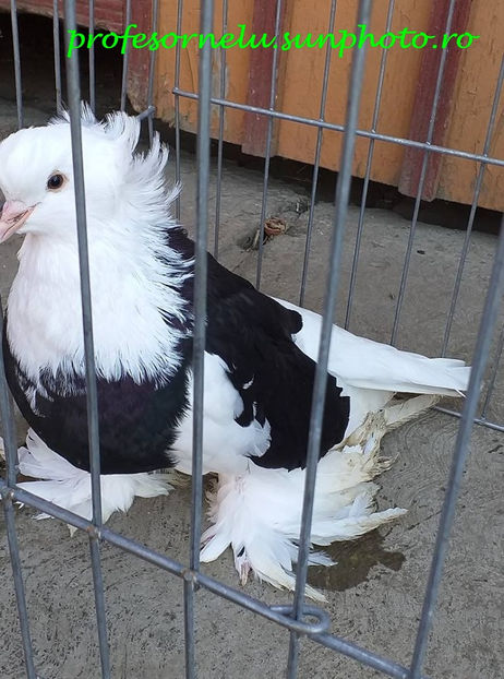 vândută lui Mihai(SB) - Porumbei VÂNDUȚI