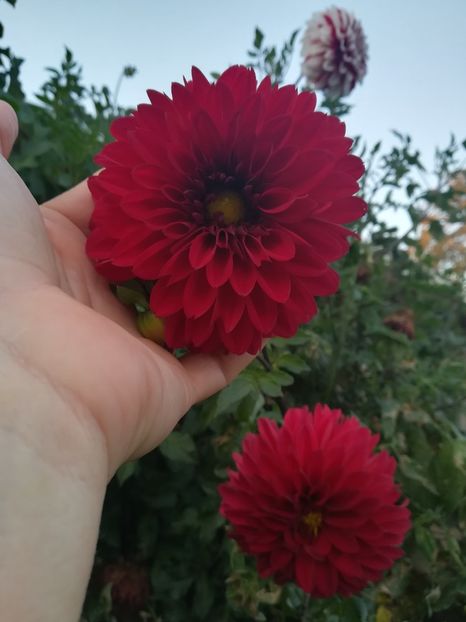  - A-Flori 2019