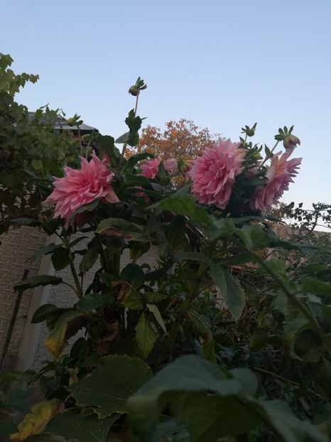  - A-Flori 2019