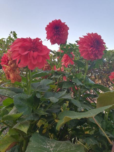  - A-Flori 2019