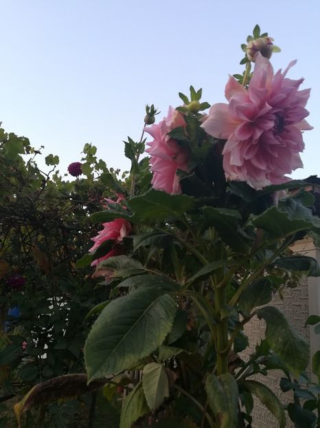  - A-Flori 2019