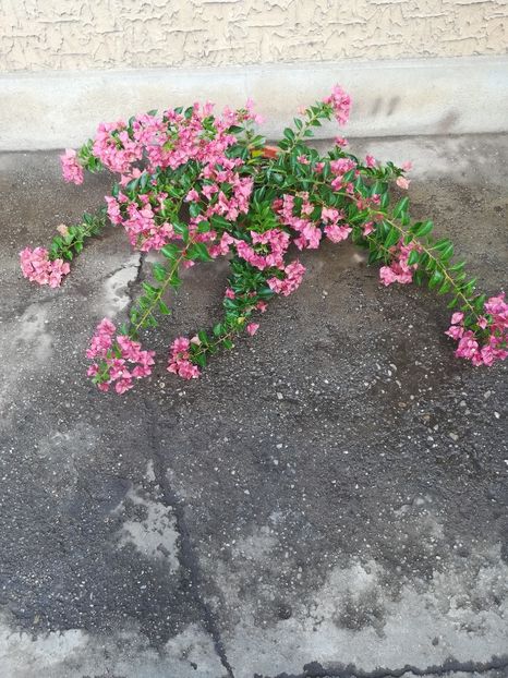Pink Clouster - A-Flori 2019