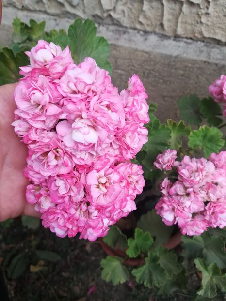  - A-Flori 2019
