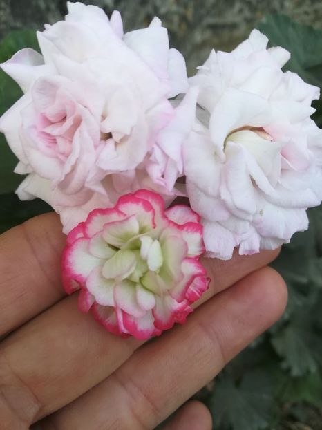 Milfield Rose și Appleblosom Rosebud - A-Flori 2019