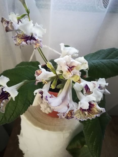  - A-Flori 2019