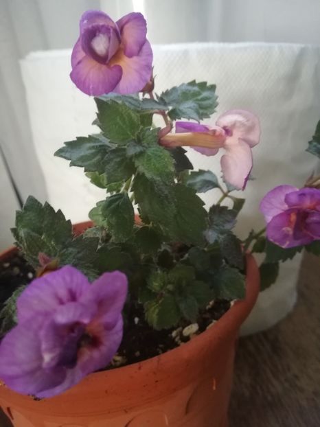 Tropical Dusk - A-Flori 2019