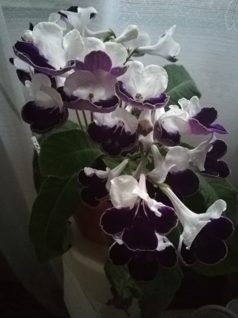 Harlequin Saphire - A-Flori 2019