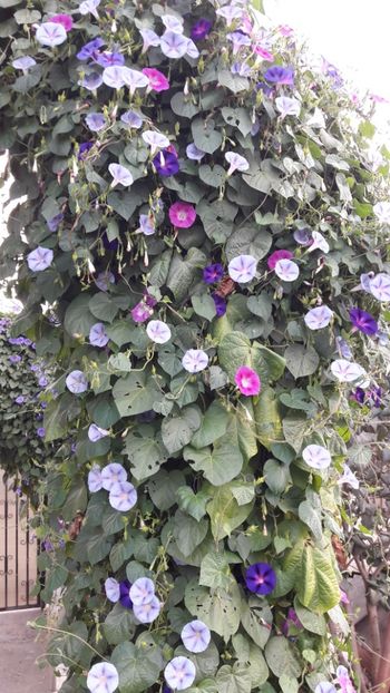  - Florile mele 2019