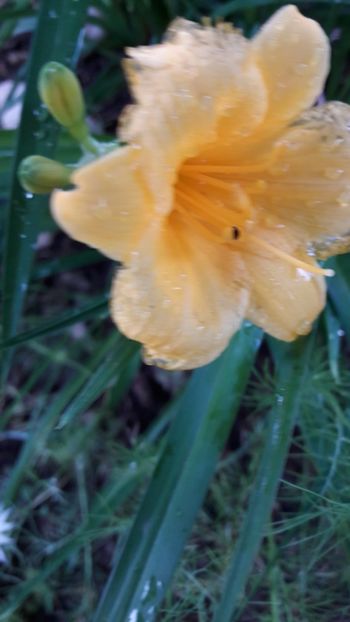  - Florile mele 2019