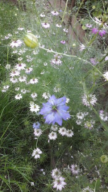  - Florile mele 2019
