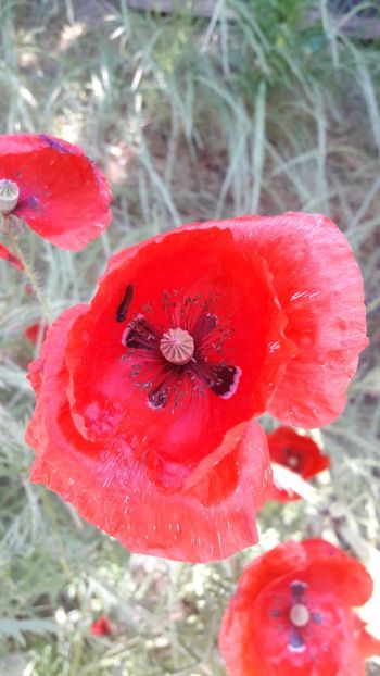  - Florile mele 2019