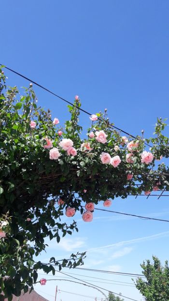  - Florile mele 2019