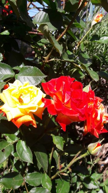  - Florile mele 2019