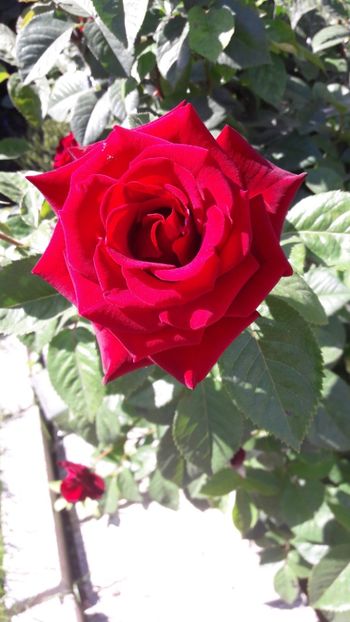  - Florile mele 2019