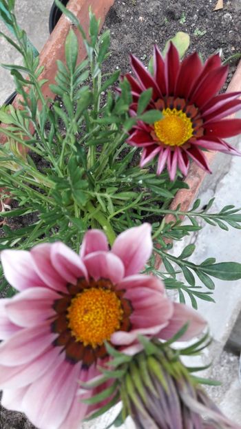  - Florile mele 2019