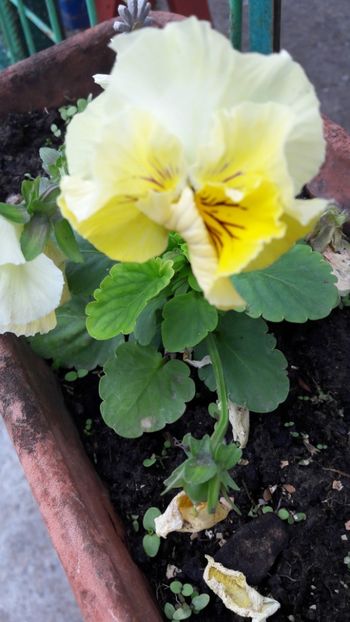  - Florile mele 2019