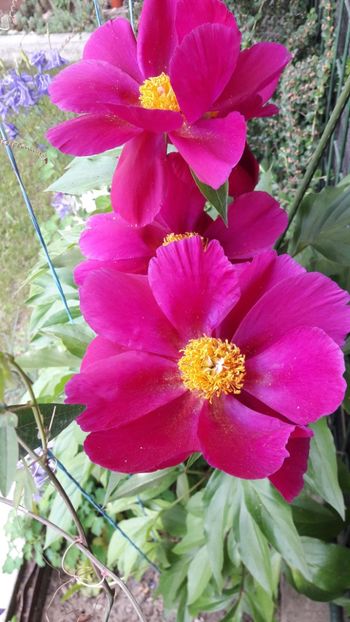  - Florile mele 2019
