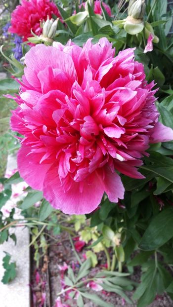  - Florile mele 2019